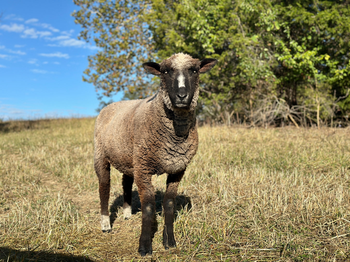CVM Raw Wool (Walter)
