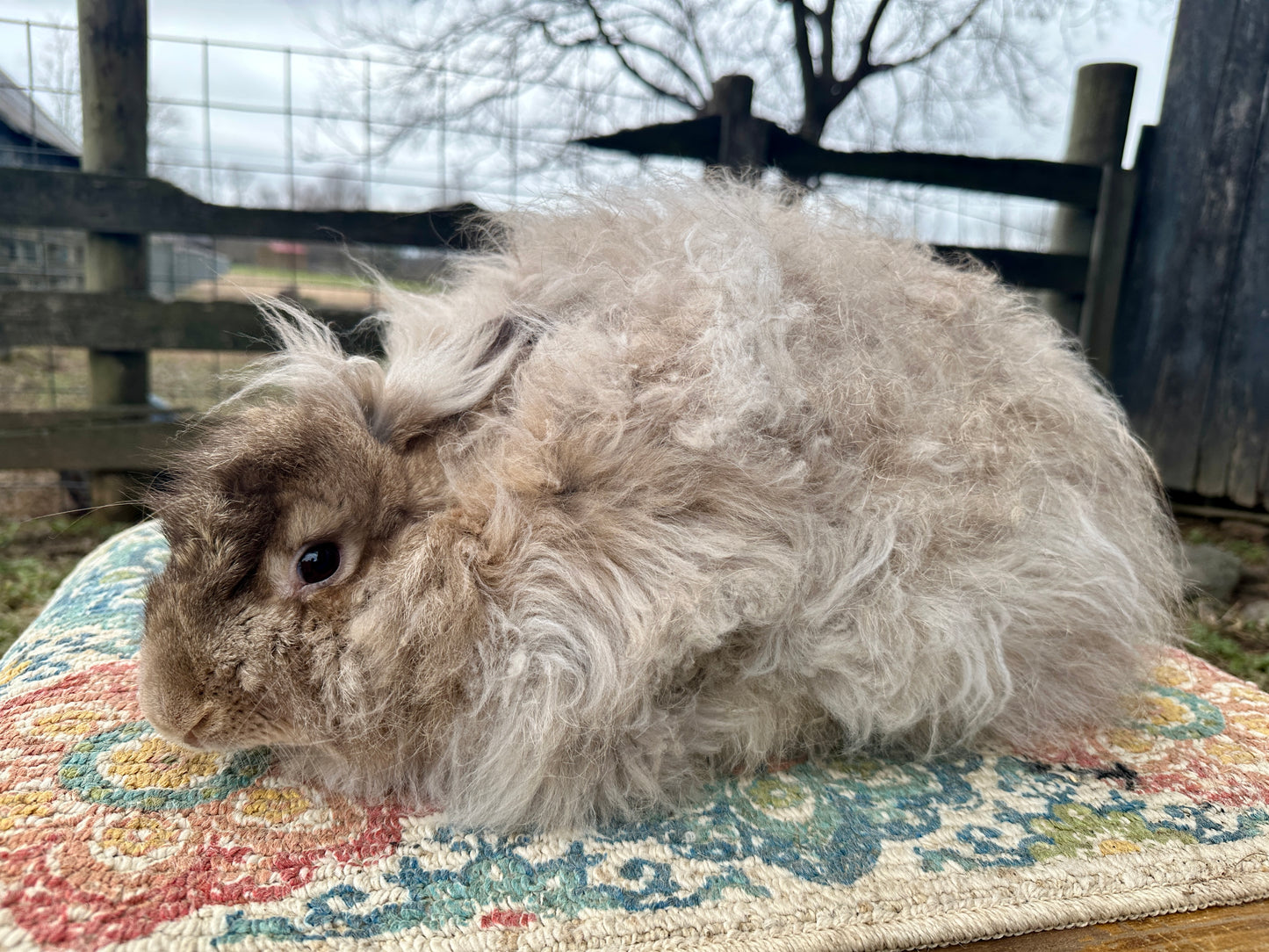 Angora, Finn, and Merino Batt