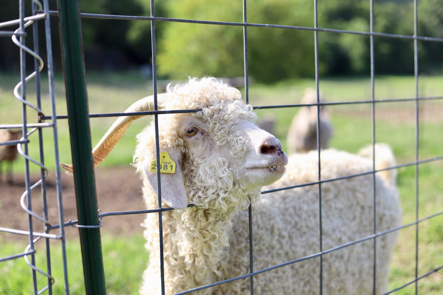 Raspberry Mohair Locks