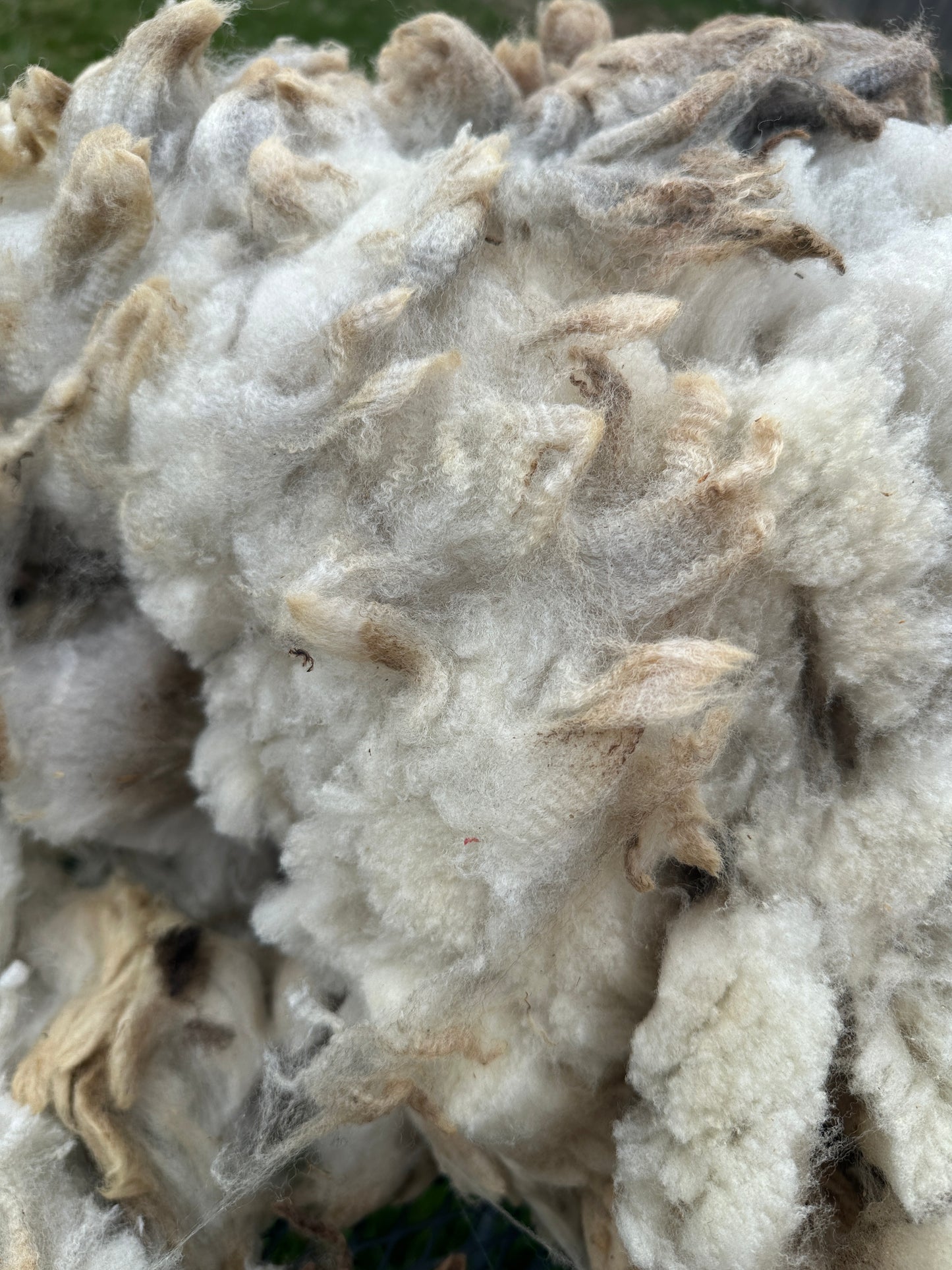 CVM Raw Fleece (Cora)