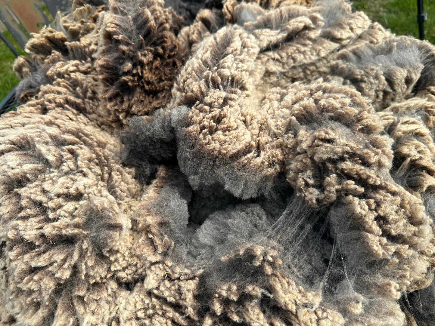 CVM Raw Wool (Walter)