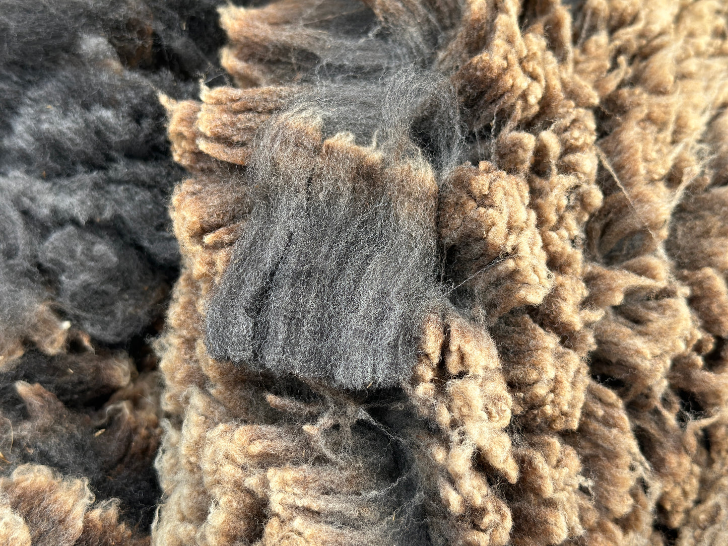 CVM Raw Wool (Walter)