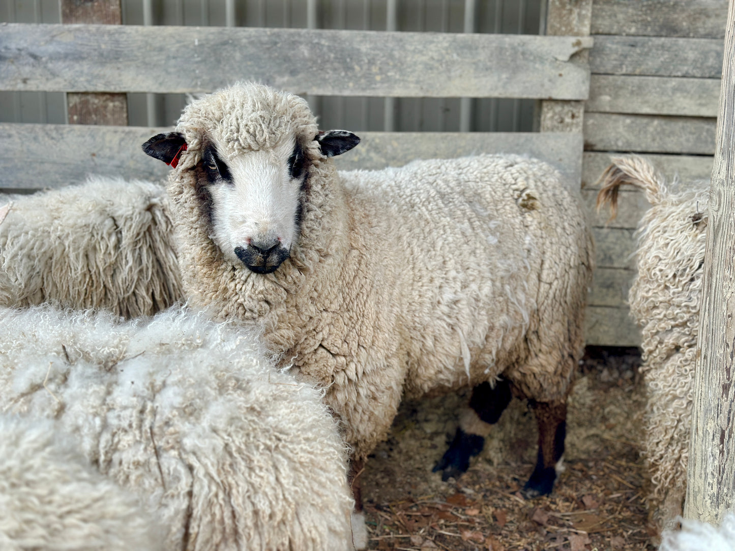 CVM Raw Fleece (Cora)