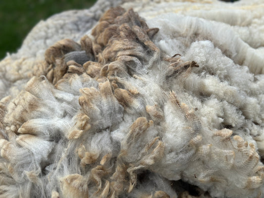 CVM Raw Fleece (Cora)