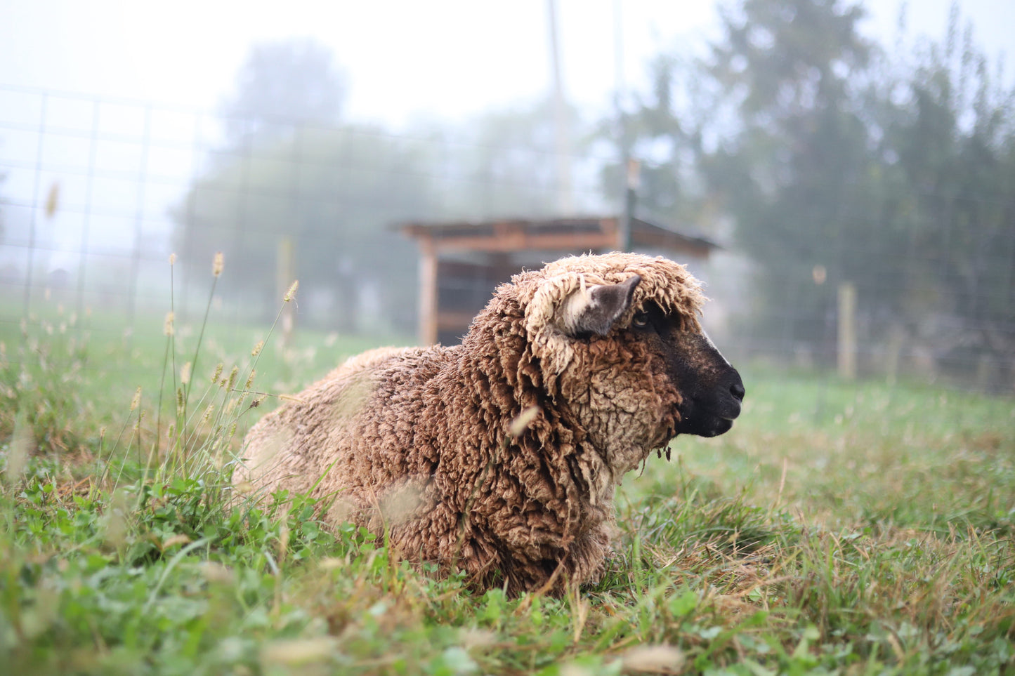 CVM Raw Wool (Walter)