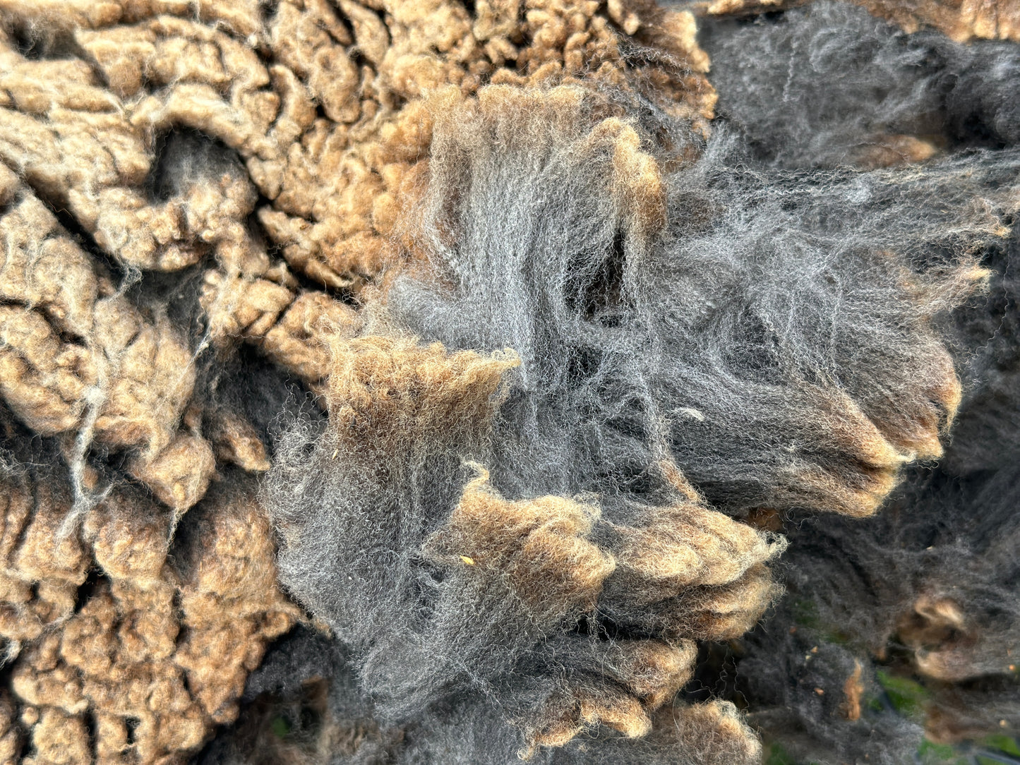 CVM Raw Wool (Walter)