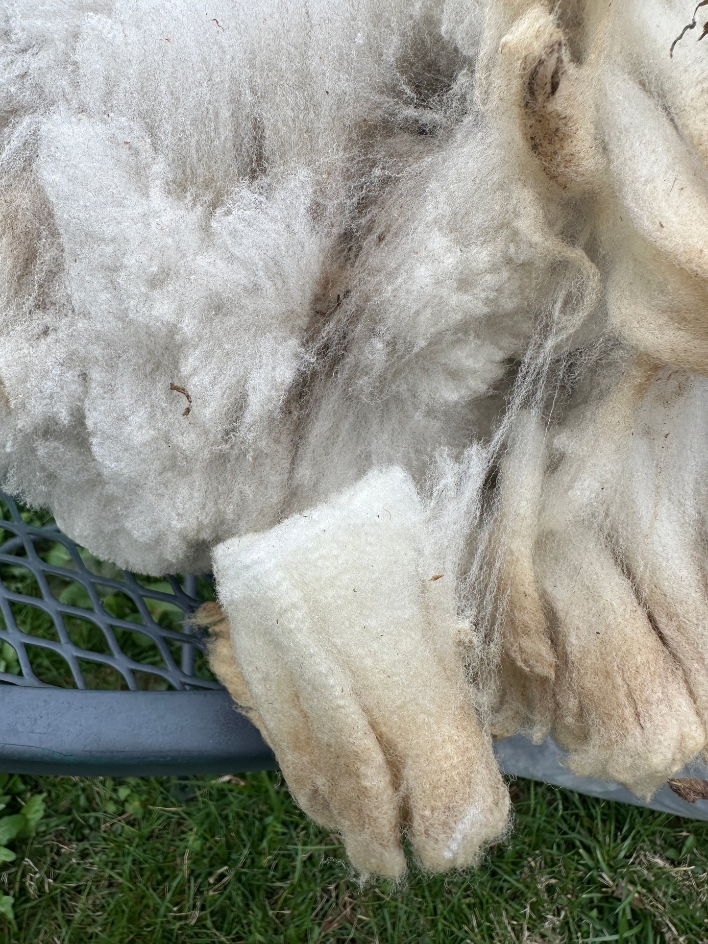 CVM Raw Fleece (Cora)