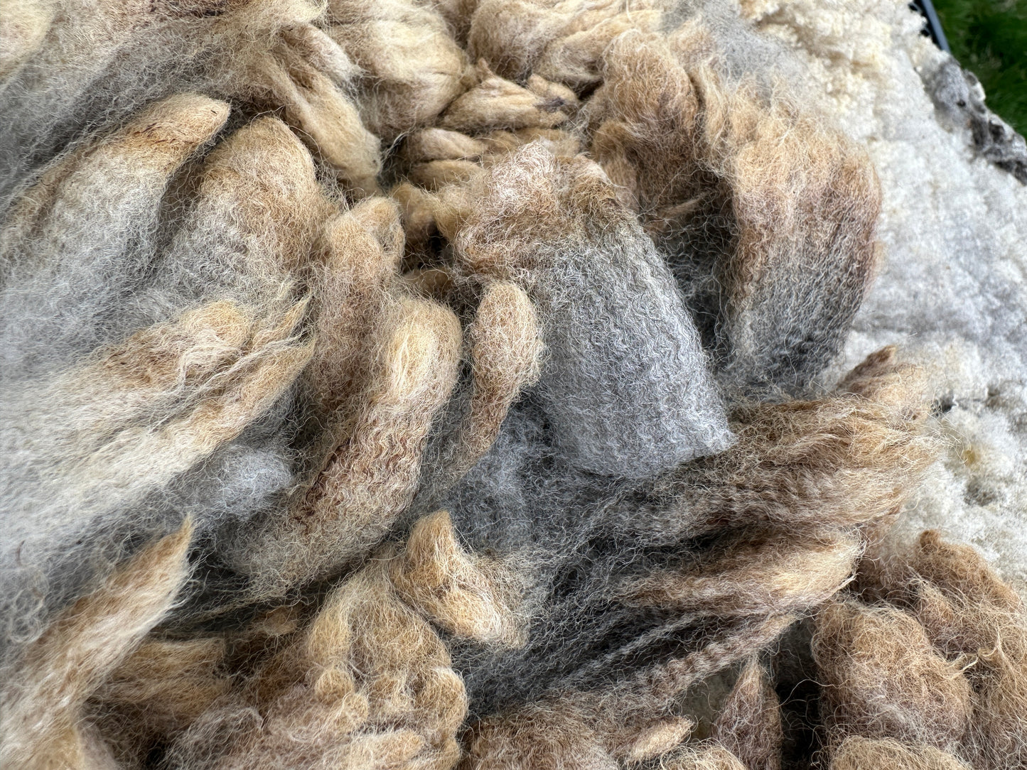 CVM Raw Fleece (Cora)