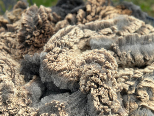 CVM Raw Wool (Walter)