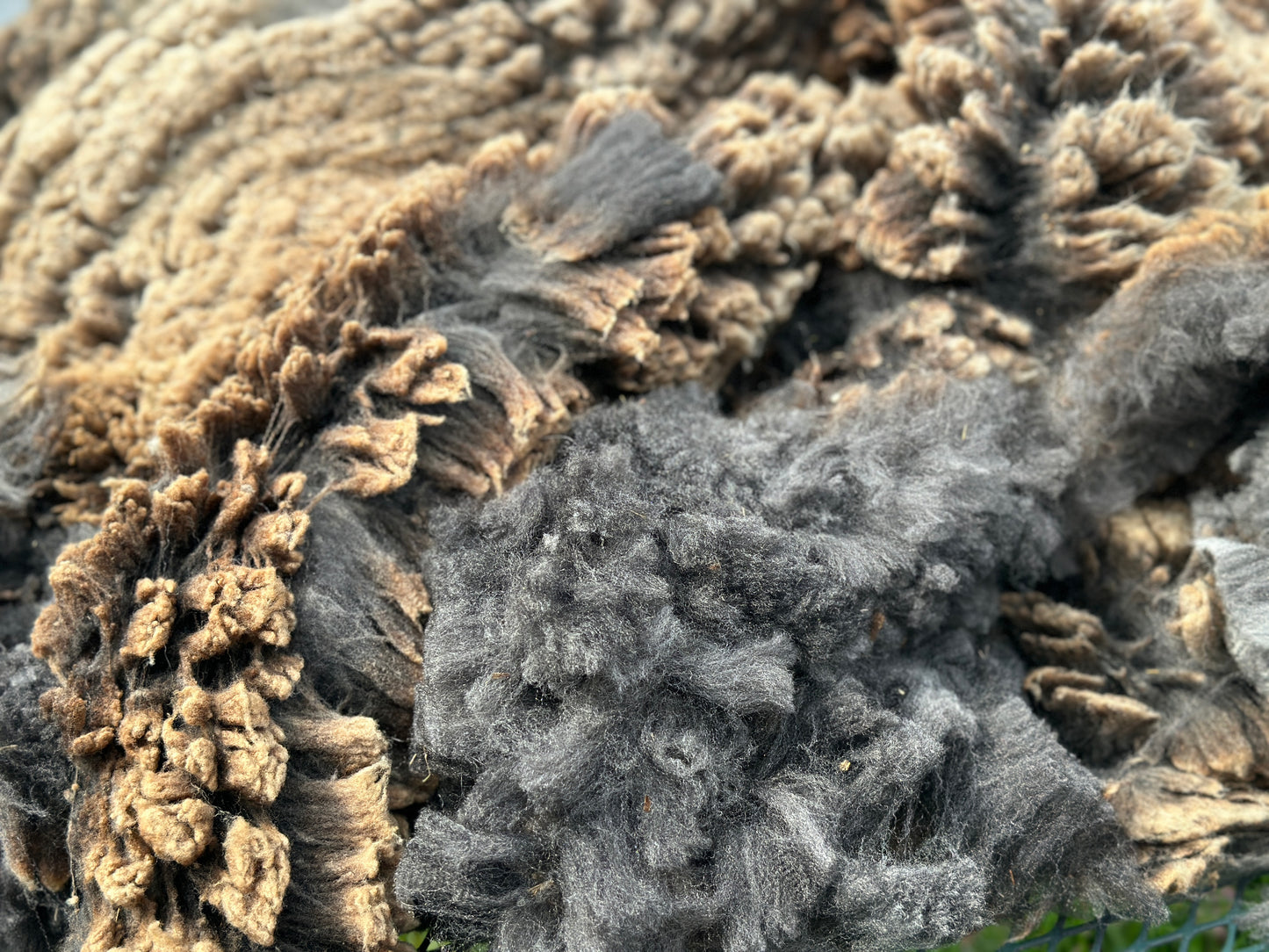 CVM Raw Wool (Walter)