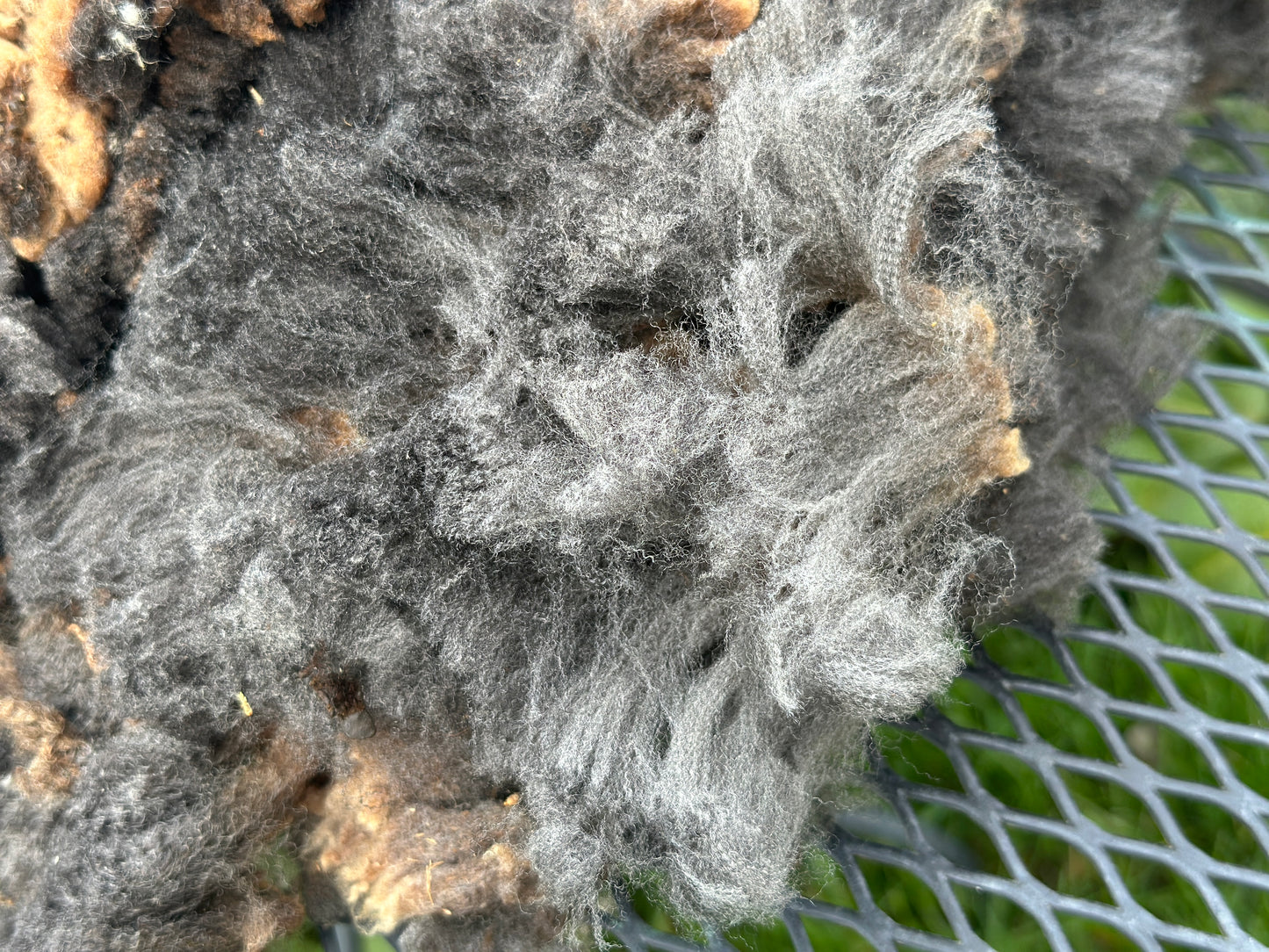 CVM Raw Wool (Walter)