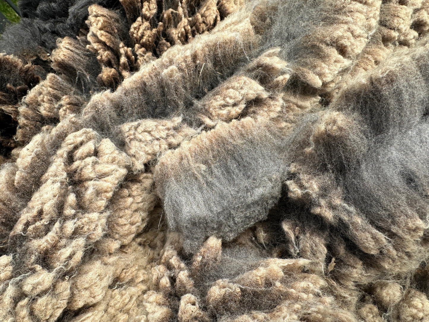 CVM Raw Wool (Walter)