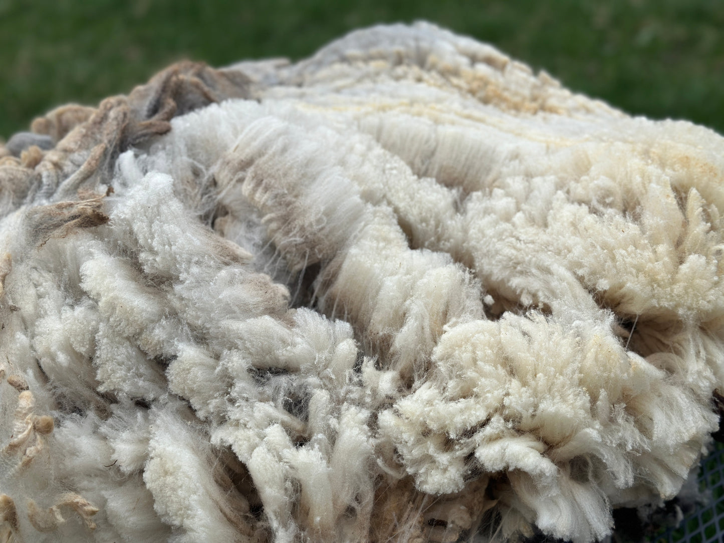 CVM Raw Fleece (Cora)