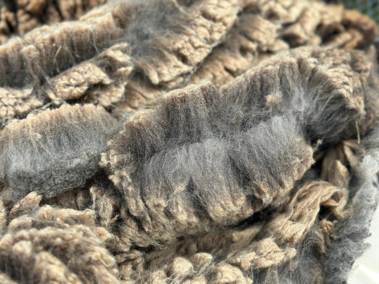 CVM Raw Wool (Walter)