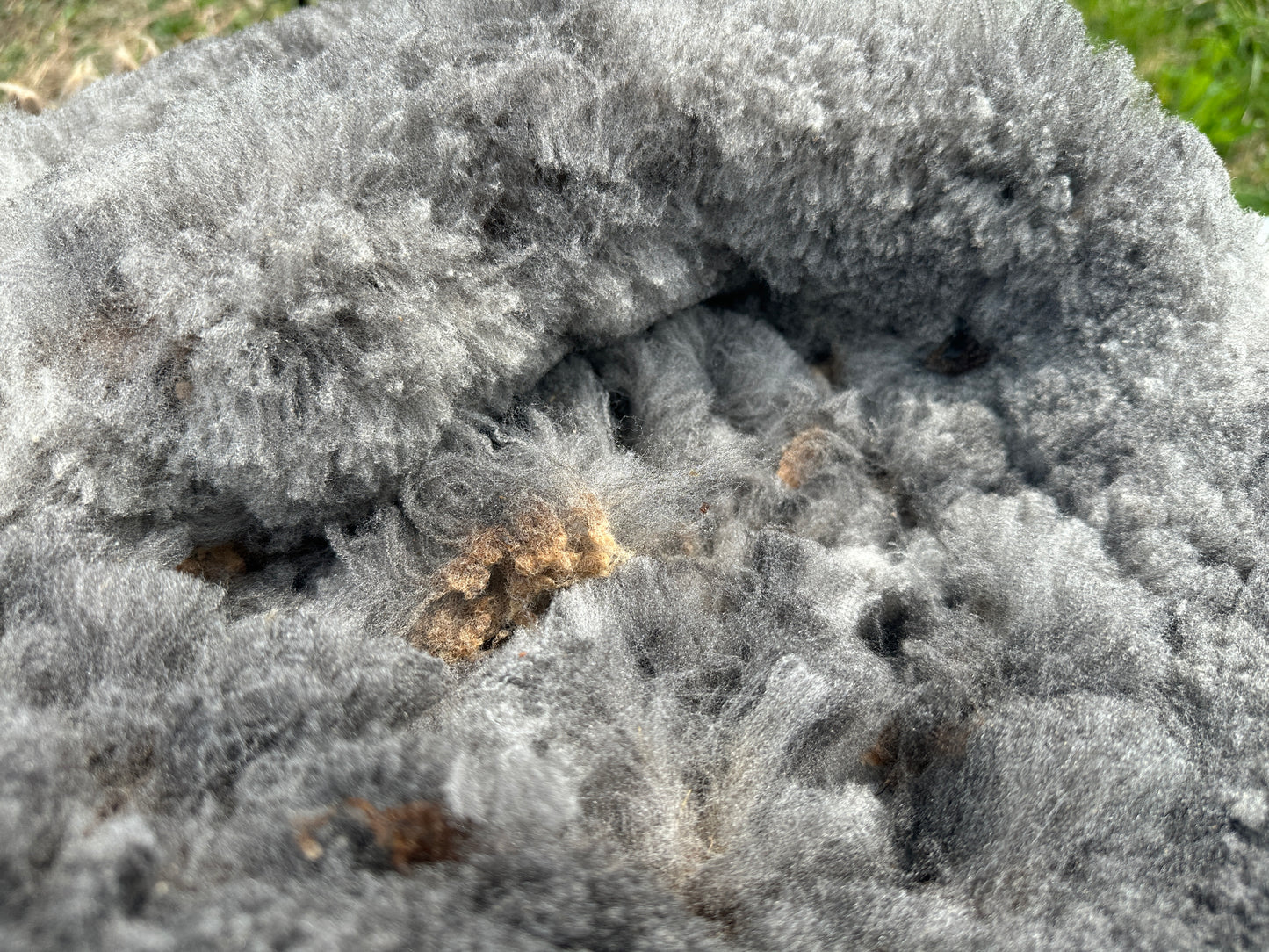 CVM Raw Wool (Walter)