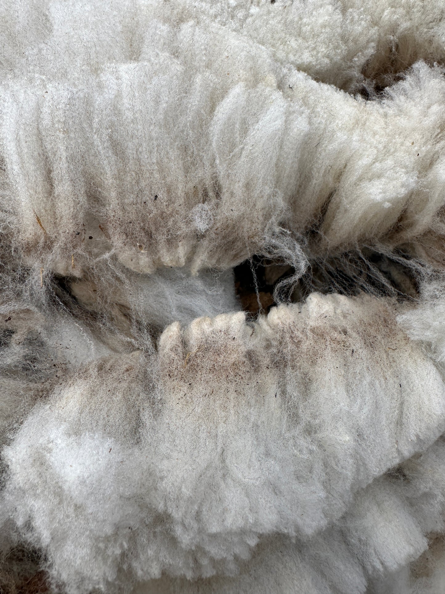 CVM Raw Fleece (Cora)